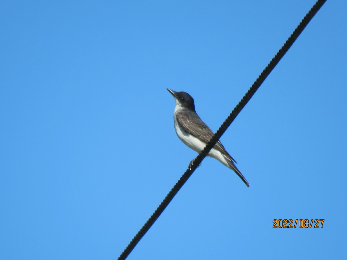 Eastern Kingbird - ML478791811