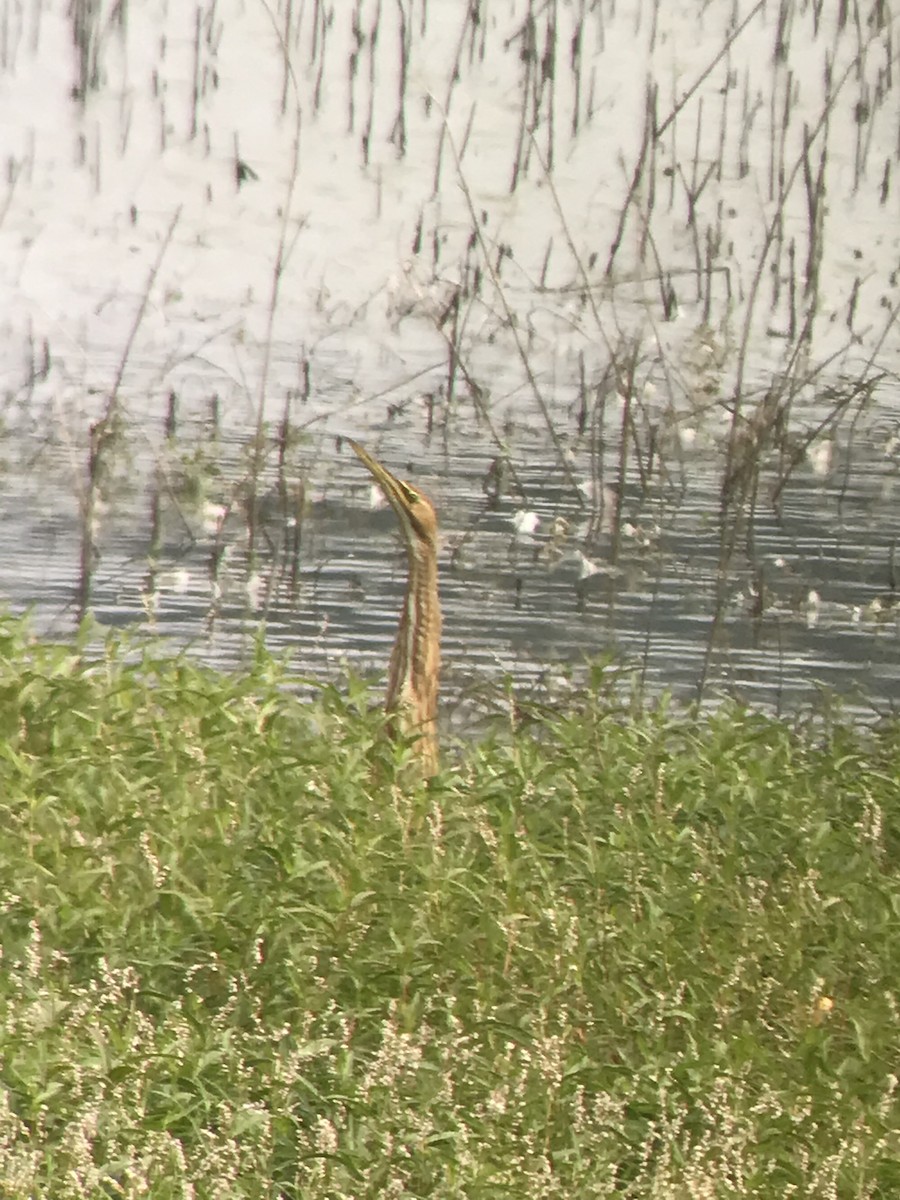 American Bittern - Don Berg