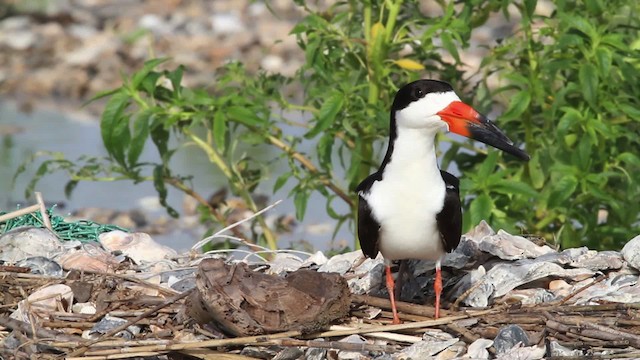 zoboun americký (ssp. niger) - ML478794