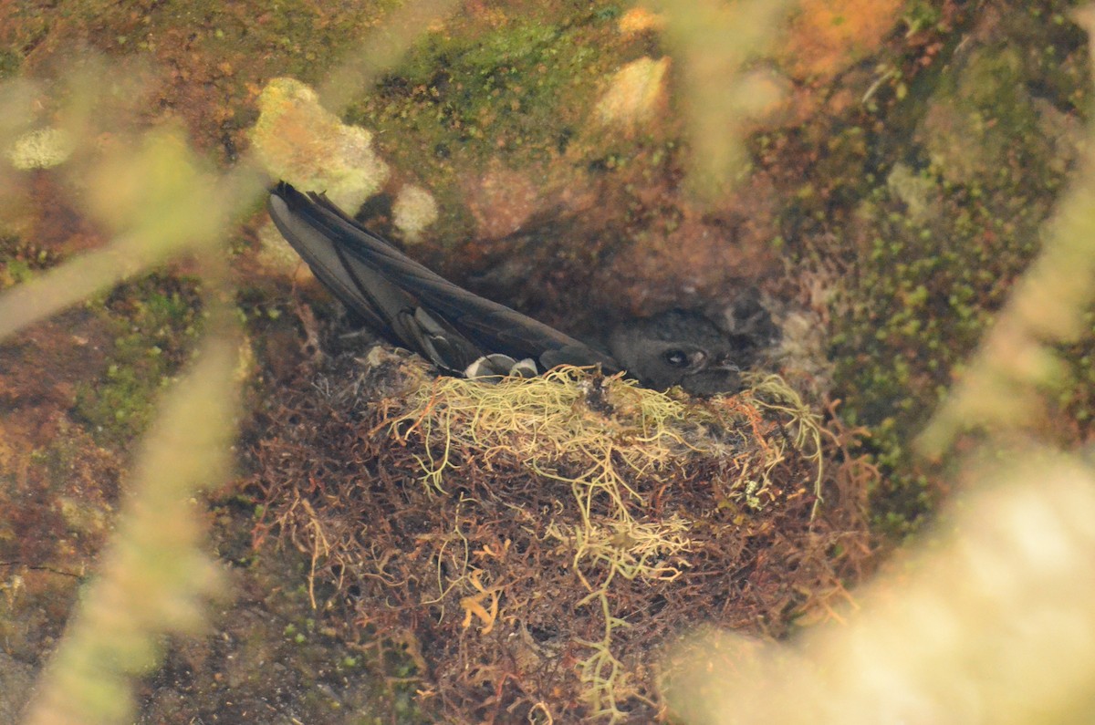 Bornean Swiftlet - Matthew Sarver