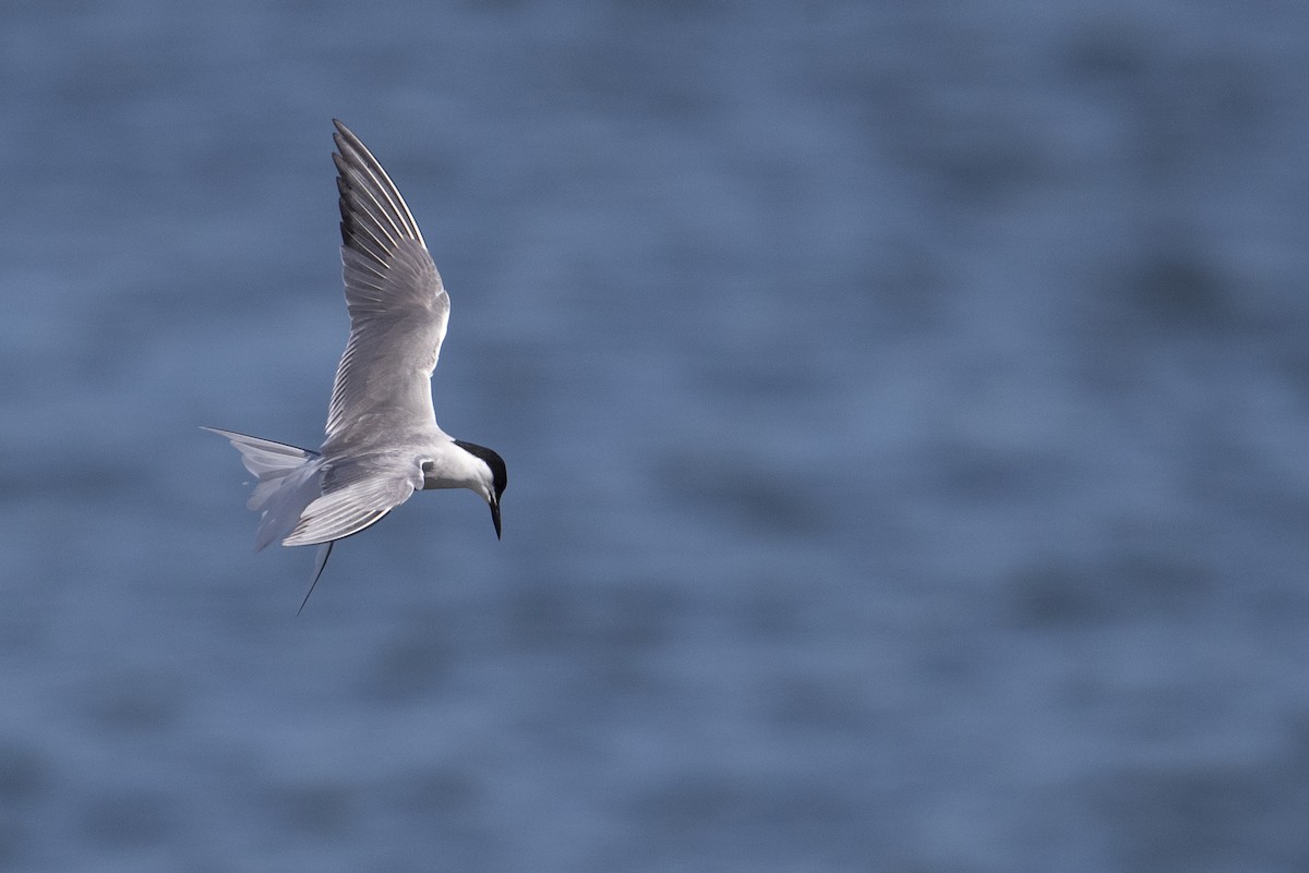 Крячок річковий (підвид longipennis) - ML478795861