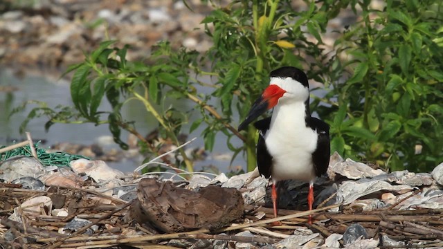 zoboun americký (ssp. niger) - ML478796