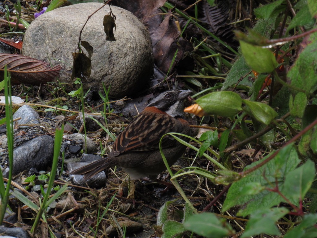 Rufous-collared Sparrow - ML478796561