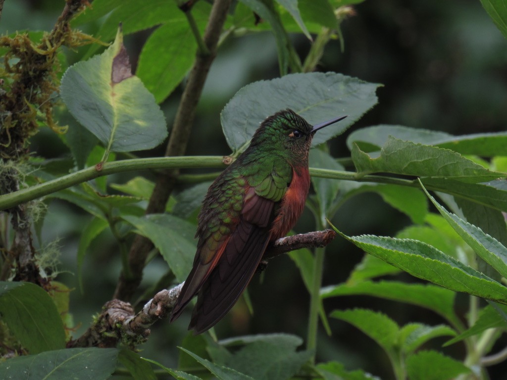 Fawn-breasted Brilliant - ML478796911