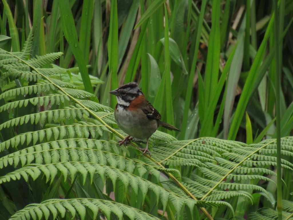 Rufous-collared Sparrow - ML478796971