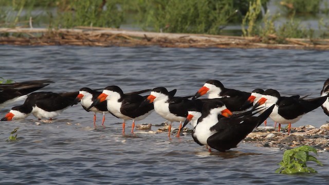 Black Skimmer (niger) - ML478797