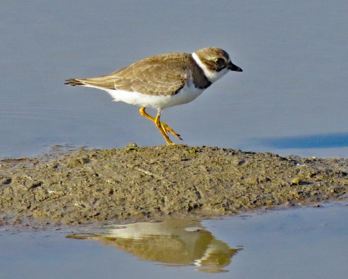 Semipalmated Plover - ML478797911