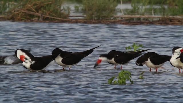 zoboun americký (ssp. niger) - ML478798