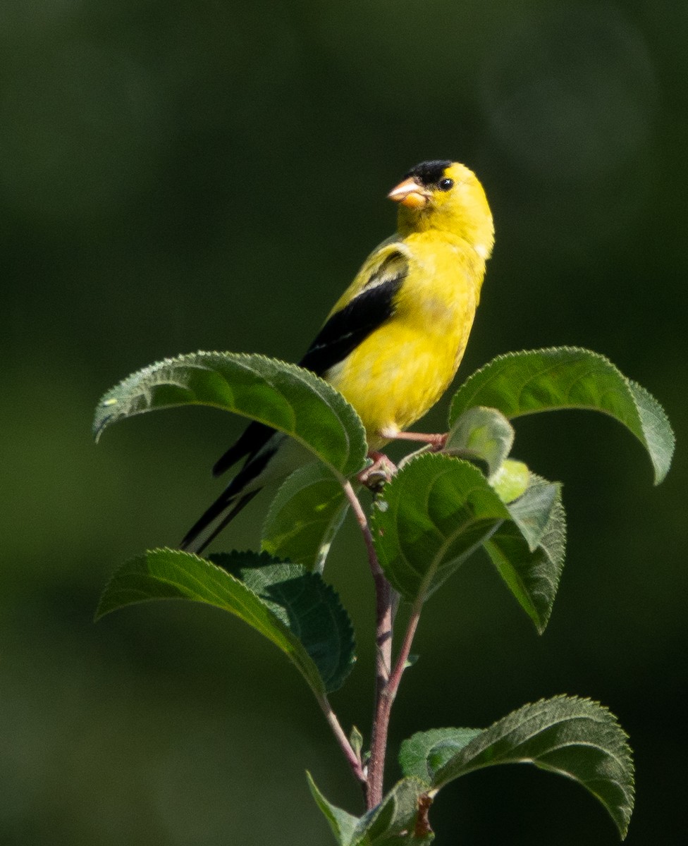 American Goldfinch - David Factor