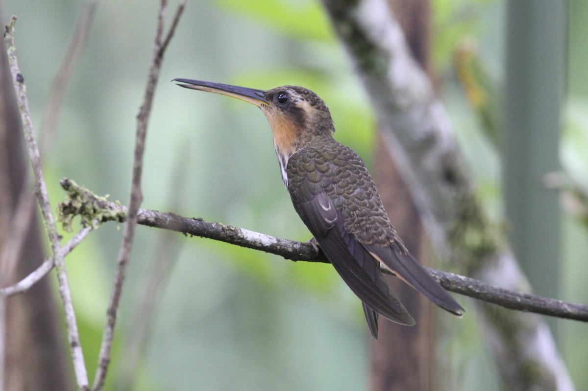 kolibřík pilozobý - ML47879861