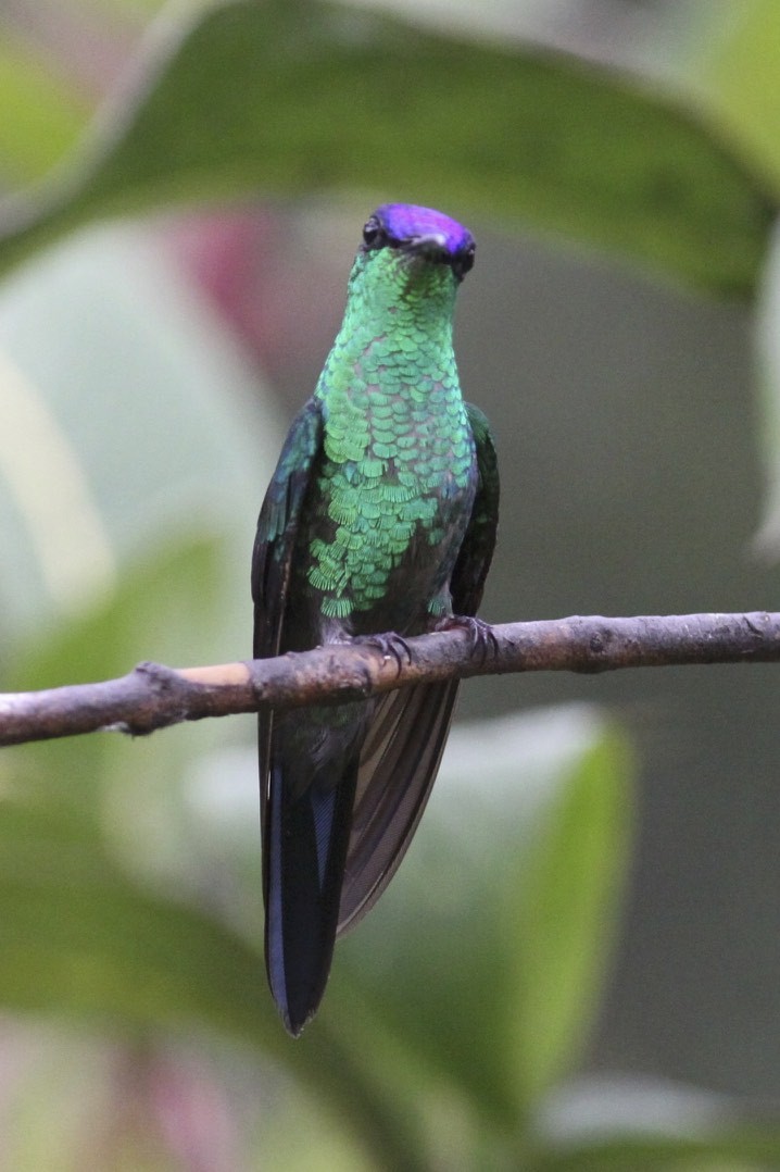 Violet-capped Woodnymph - Knut Hansen