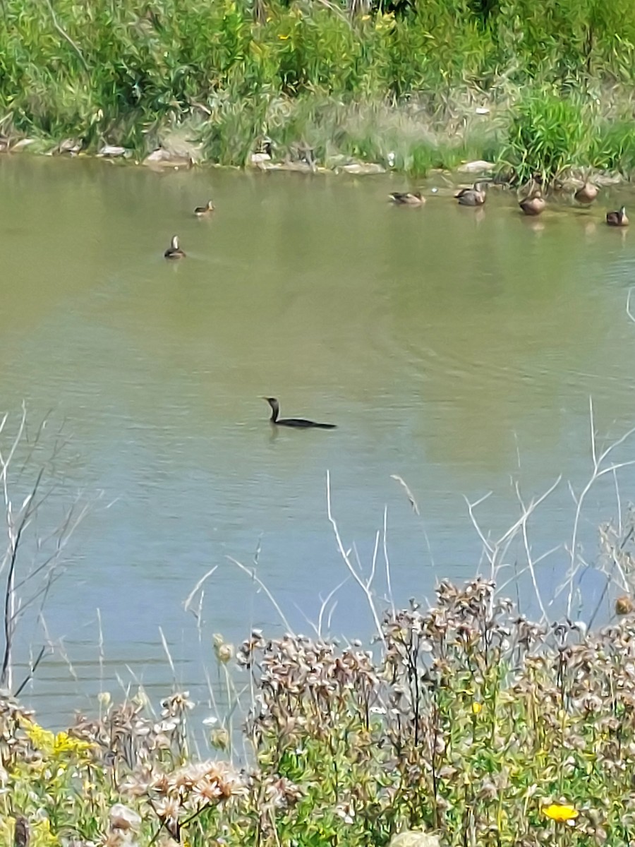 Double-crested Cormorant - ML478799461