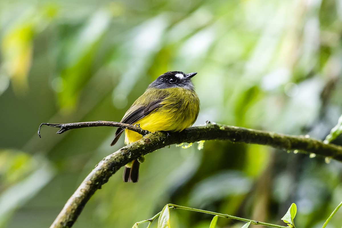 Ornate Flycatcher - ML478799591