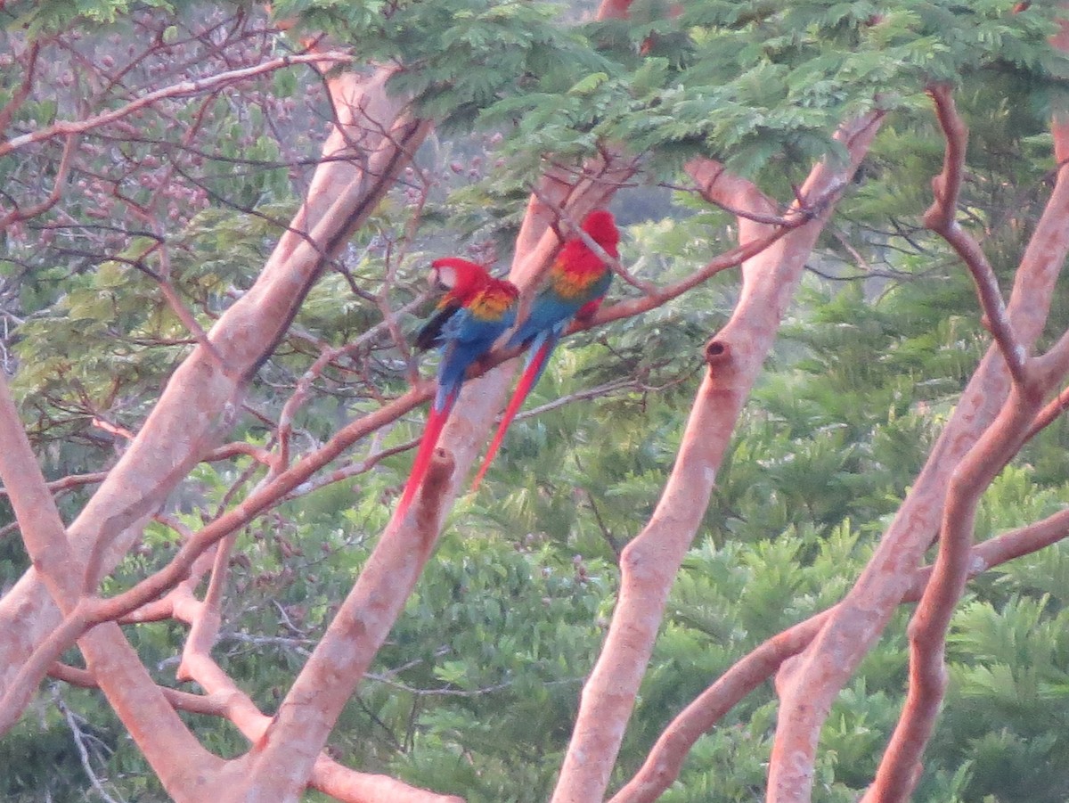 Scarlet Macaw - ML478799661