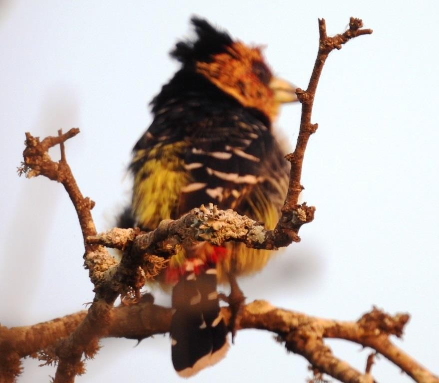 Crested Barbet - ML478799931