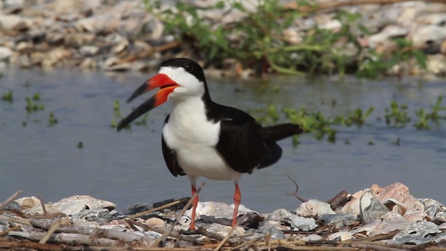 Black Skimmer (niger) - ML478800