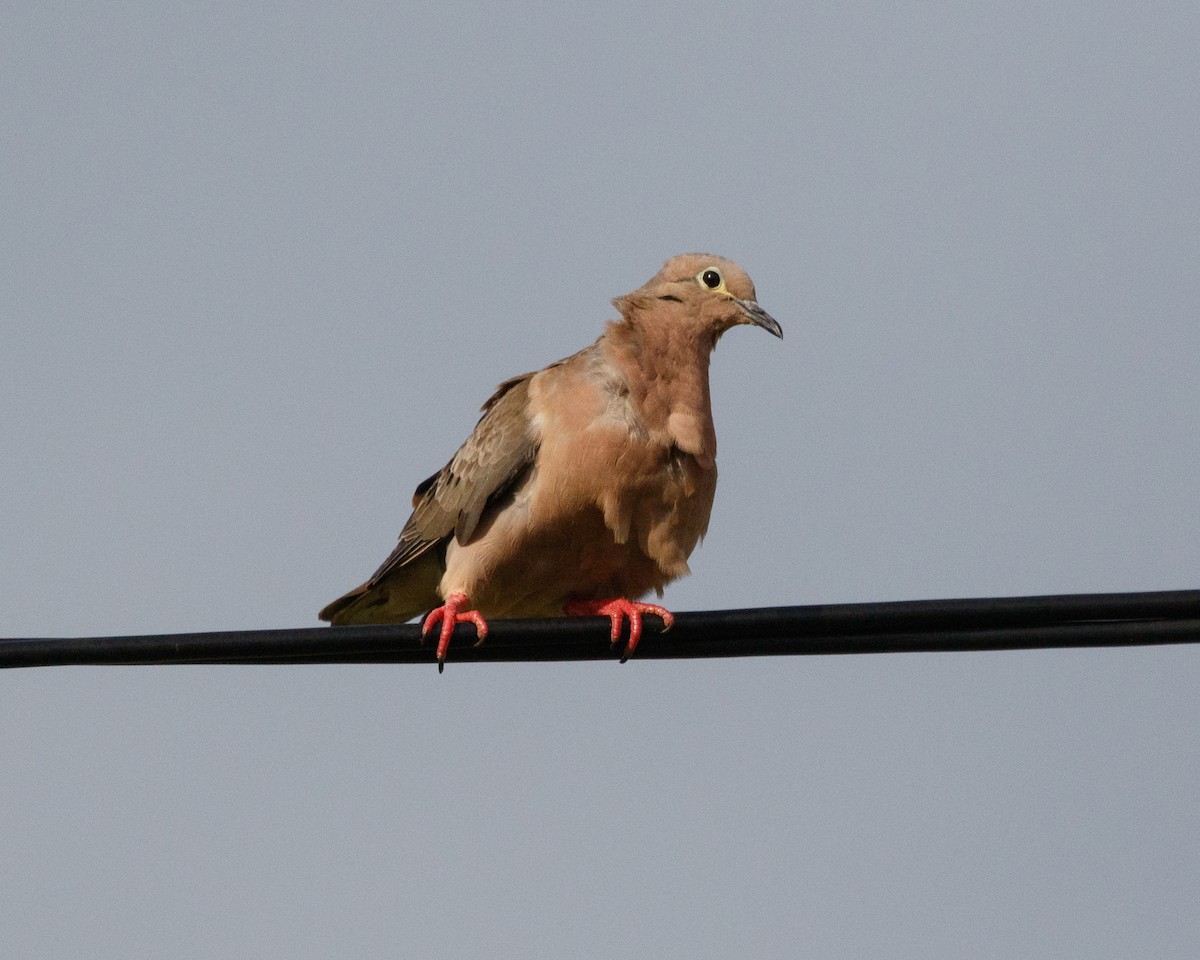 Eared Dove - ML478800731