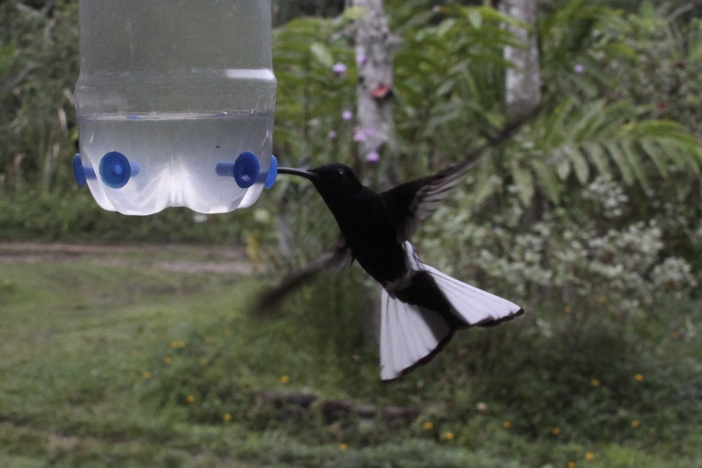 kolibřík černobílý - ML47880091