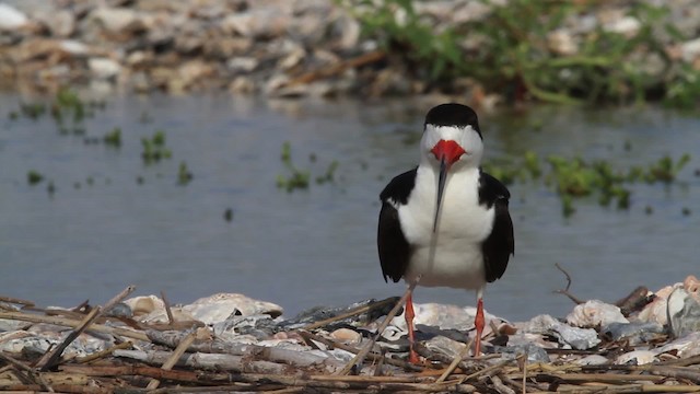 zoboun americký (ssp. niger) - ML478801