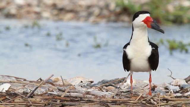 zoboun americký (ssp. niger) - ML478802