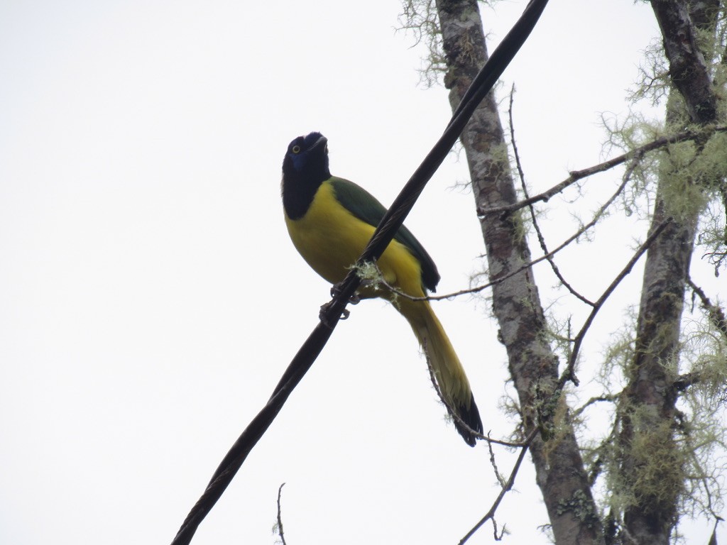 Green Jay - ML478802001