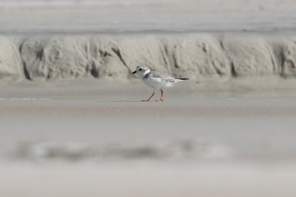 Piping Plover - Shane Carroll