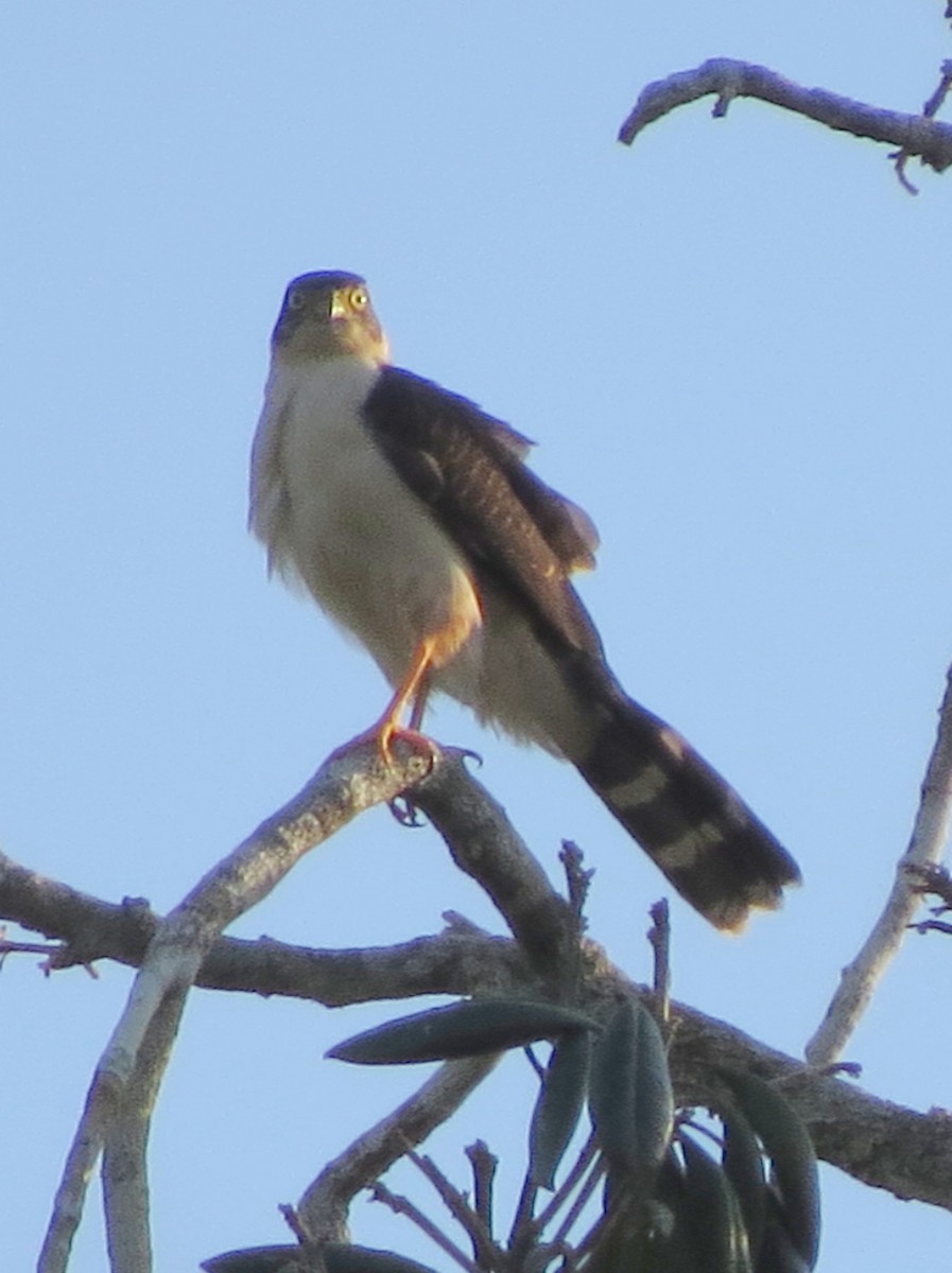 Bicolored Hawk - Kevin Seymour