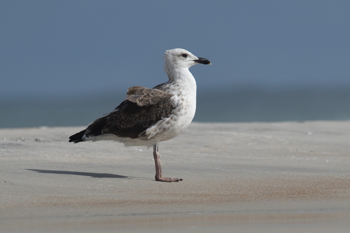 Lesser Black-backed Gull - Shane Carroll