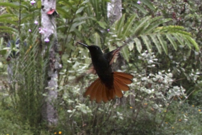 kolibřík brazilský - ML47880281