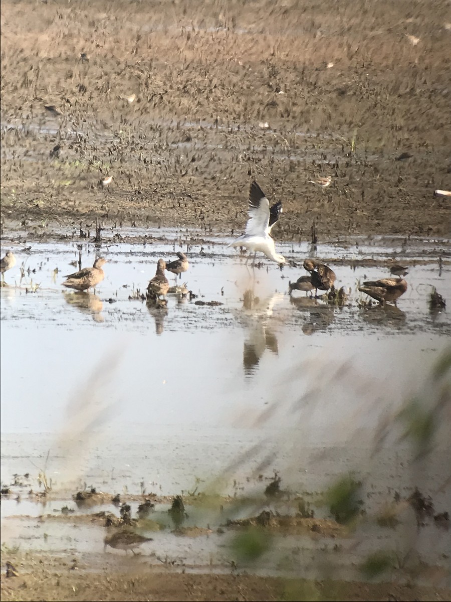 eBird Checklist - 27 Aug 2022 - Bald Knob NWR - 28 species