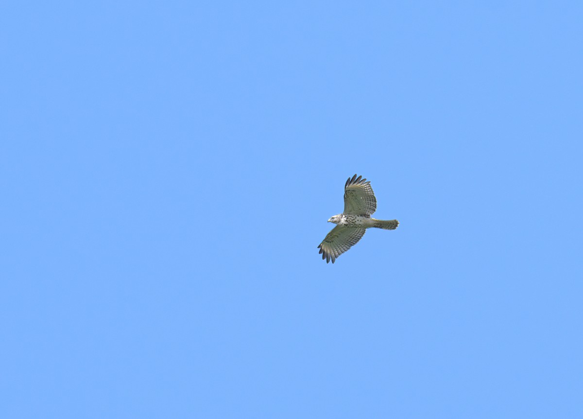 Red-shouldered Hawk (lineatus Group) - ML478803371