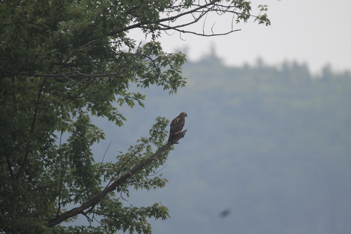 Red-shouldered Hawk - Alan Dupuis