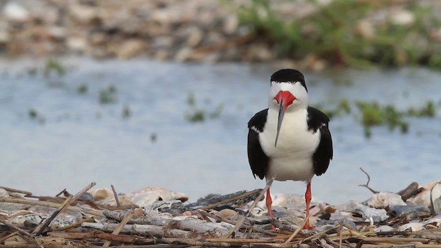 Black Skimmer (niger) - ML478804