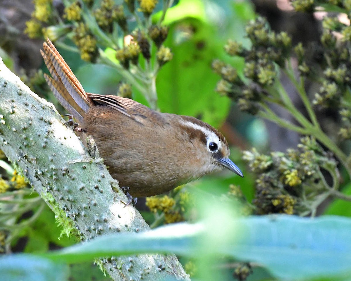 Fulvous Wren - Tini & Jacob Wijpkema