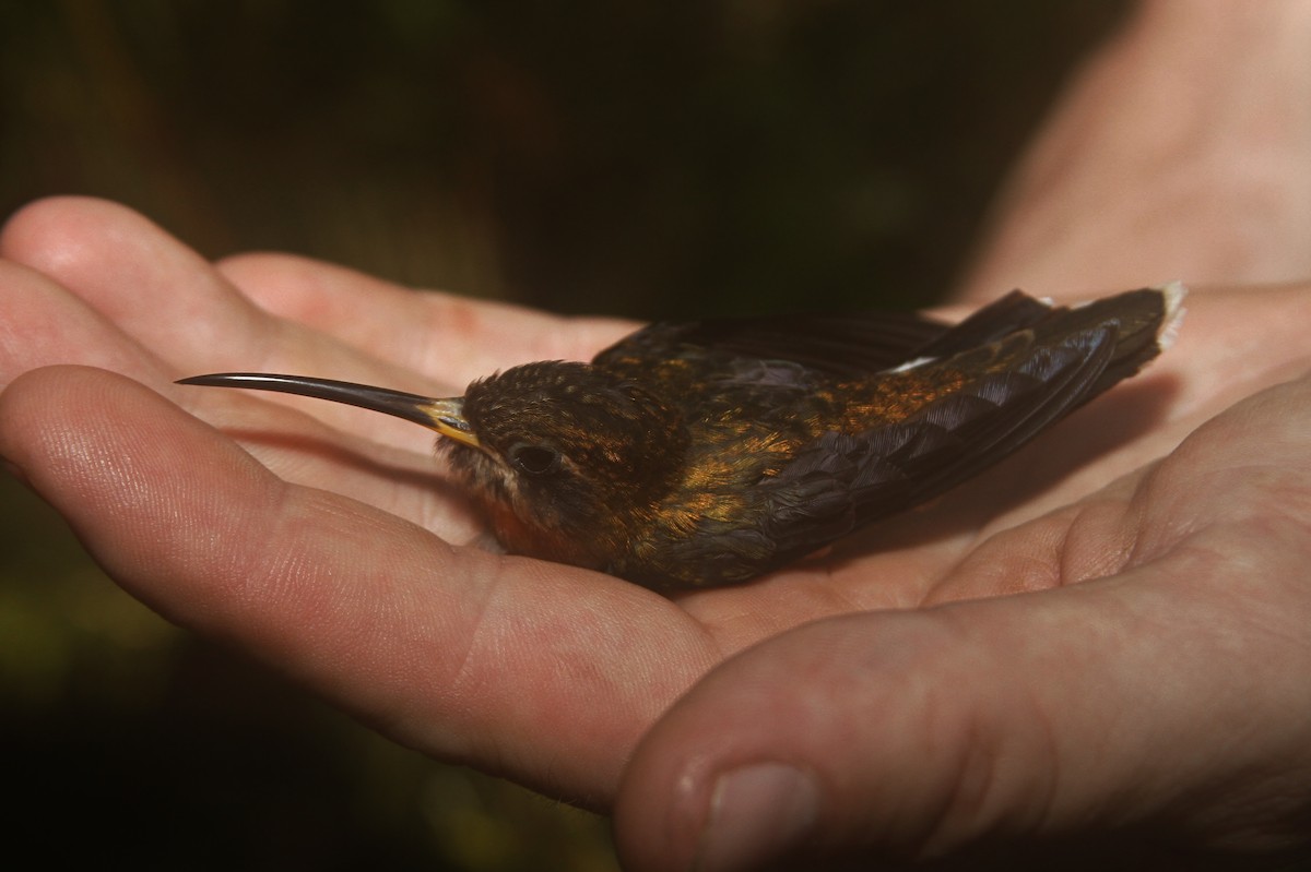 Weißbinden-Schattenkolibri - ML47880541