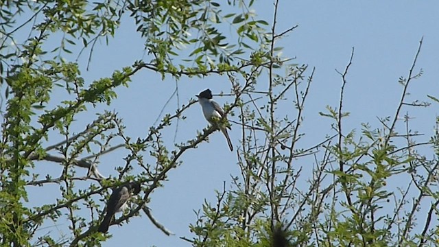 Bécarde à nuque blanche - ML478806811