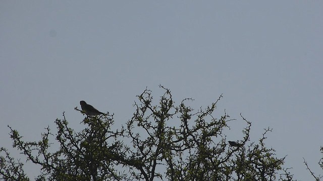 Spot-winged Falconet - ML478806821