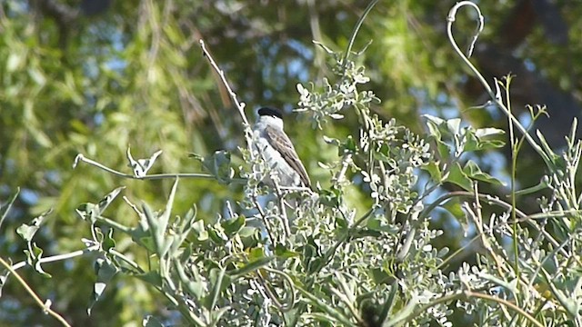 White-naped Xenopsaris - ML478806841