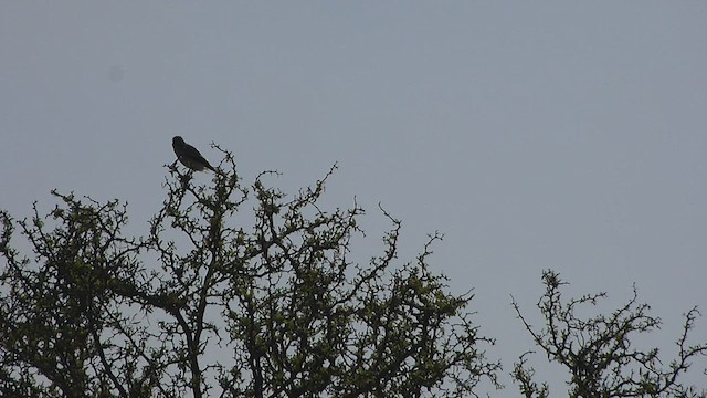 Spot-winged Falconet - ML478806851