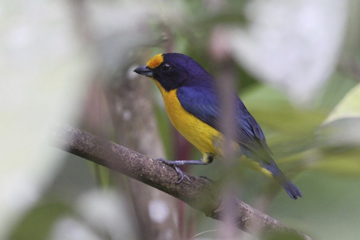 Violaceous Euphonia - Knut Hansen