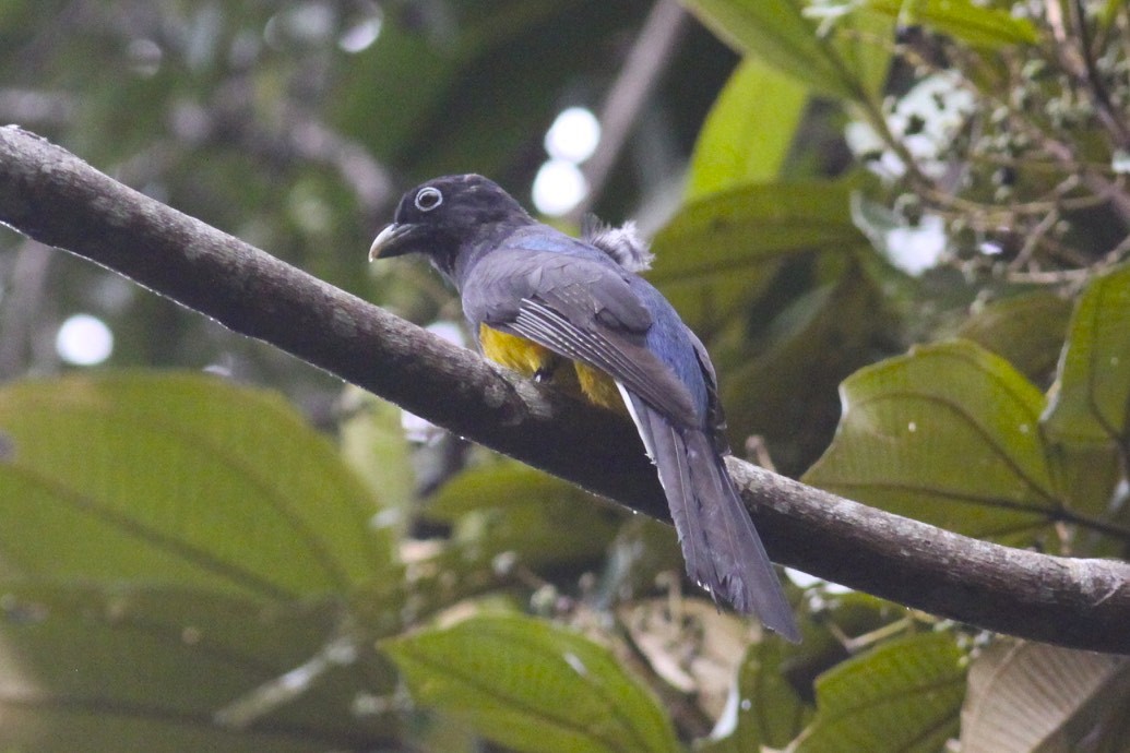 Green-backed Trogon - Knut Hansen