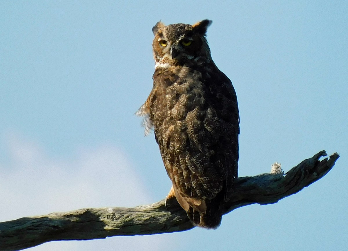 Great Horned Owl - ML478808961