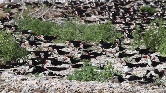 Black Skimmer (niger) - ML478809