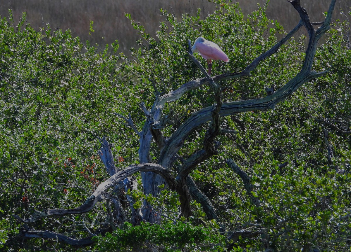 Roseate Spoonbill - ML478809251