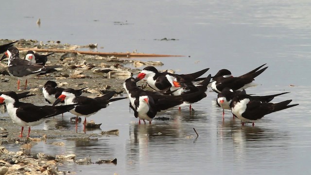 Bec-en-ciseaux noir (niger) - ML478810