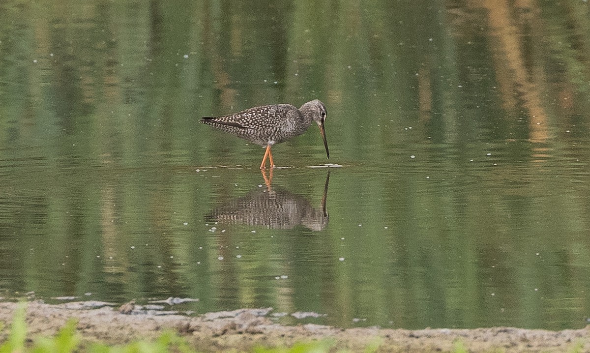 Spotted Redshank - ML478810191
