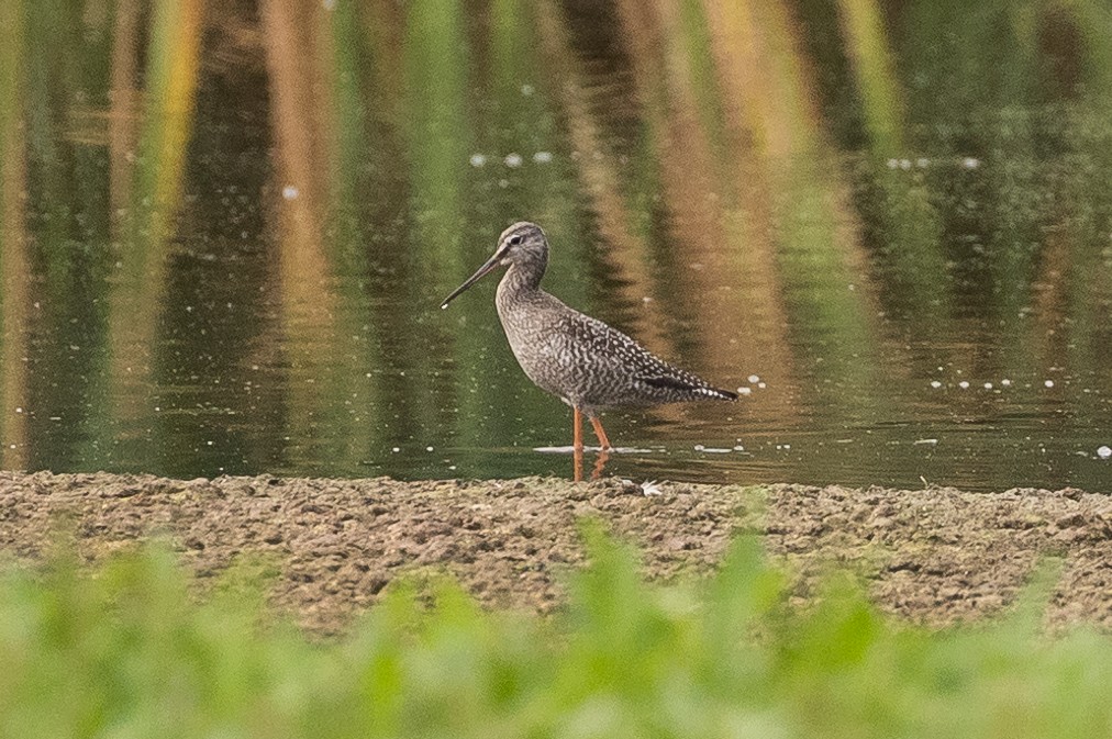 Spotted Redshank - ML478810201