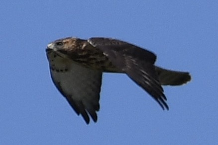 Broad-winged Hawk - ML478810651