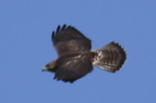 Broad-winged Hawk - ML478810661