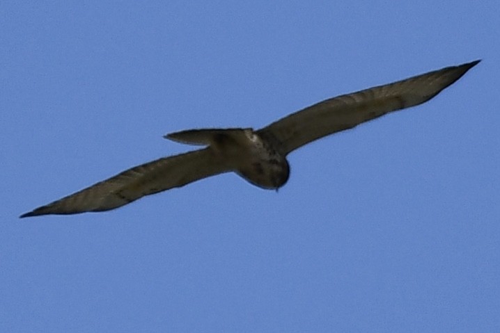 Broad-winged Hawk - ML478810681
